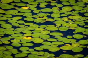 Phinizy Swamp Lily Pads   Augusta GA 3100
